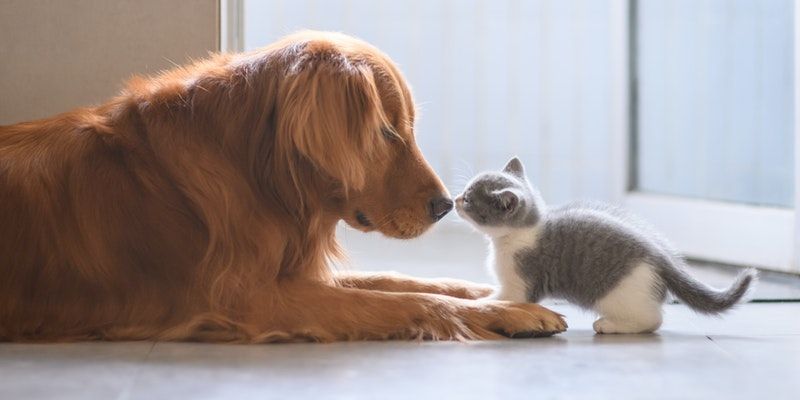 Pet Health
